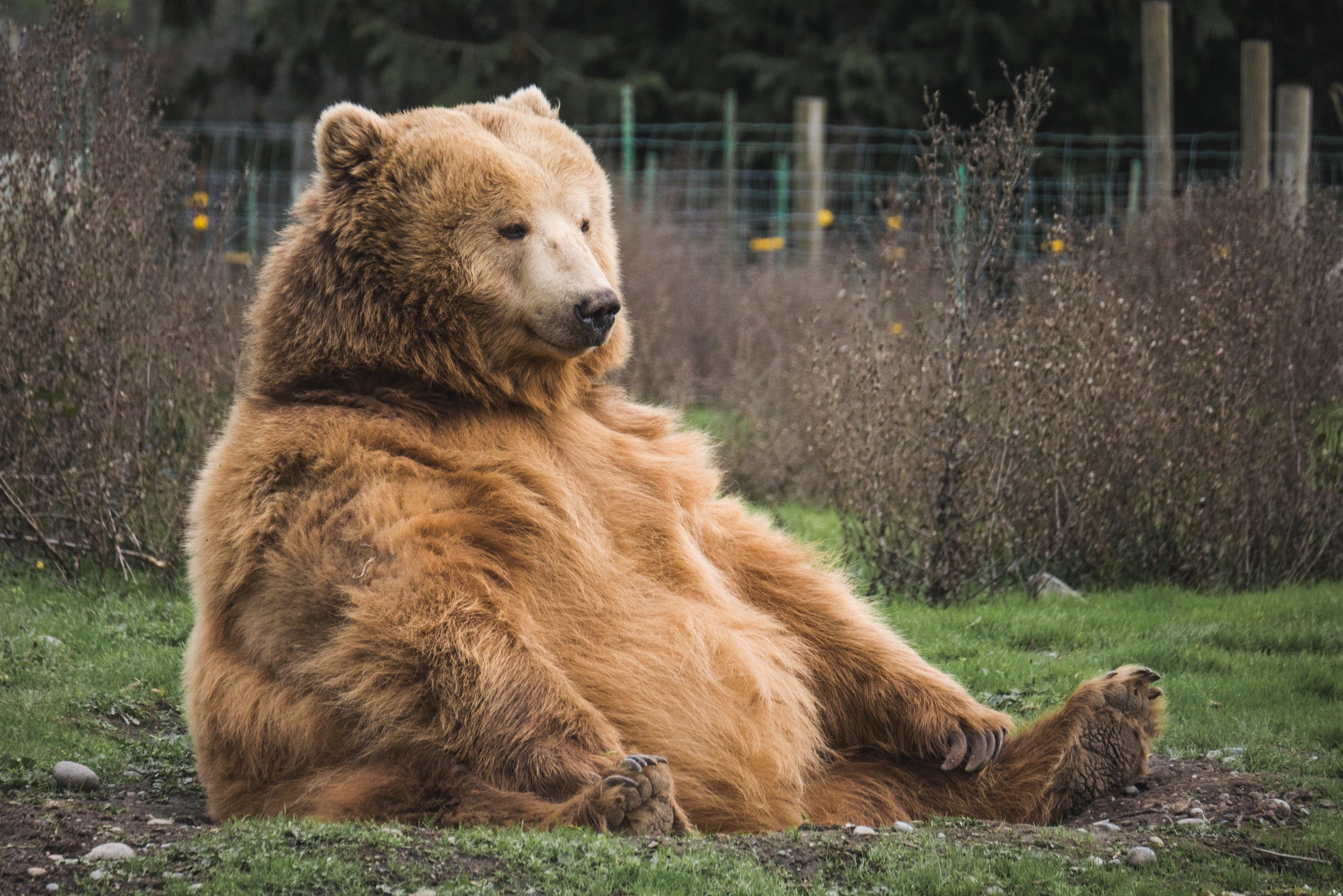 Grizzly Bear Relaxing