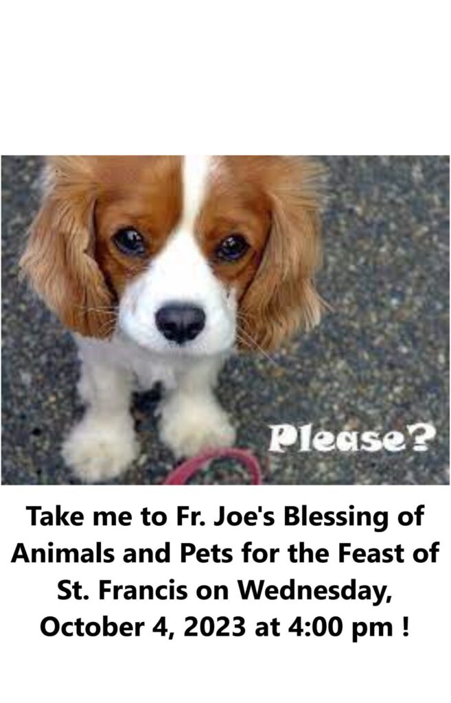 Animal blessing on the Feast of St. Francis of Assisi